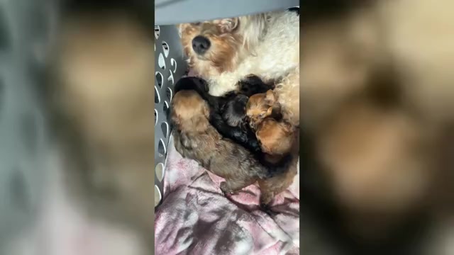 Video preview image #3 Yorkipoo Puppy For Sale in ARLINGTON, TX, USA