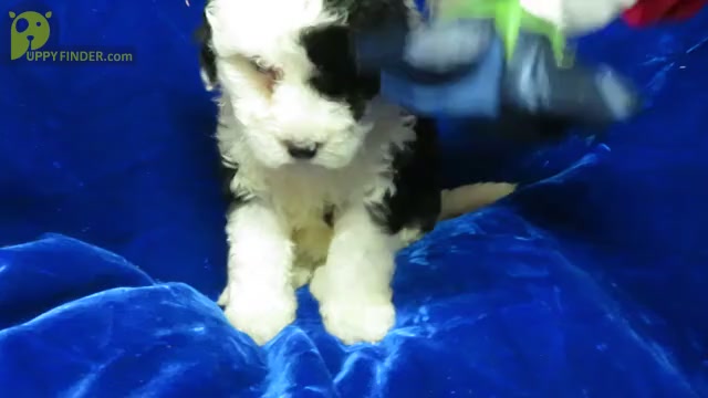 Video preview image #1 Sheepadoodle Puppy For Sale in GROVESPRING, MO, USA