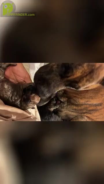 Video preview image #2 Presa Canario Puppy For Sale in LEVITTOWN, PA, USA