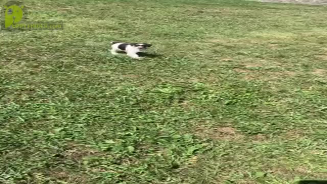 Video preview image #6 Schnauzer (Miniature) Puppy For Sale in WARSAW, IN, USA