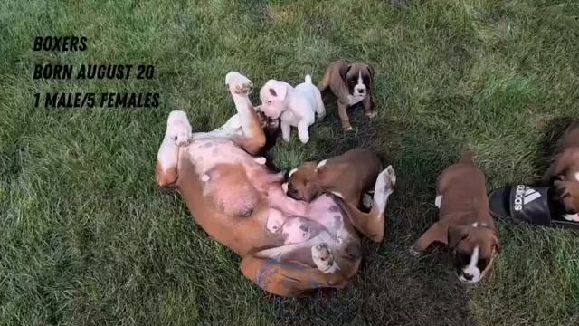 Video preview image #2 Boxer Puppy For Sale in GOSHEN, IN, USA