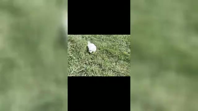 Video preview image #1 Maltese Puppy For Sale in WARSAW, IN, USA