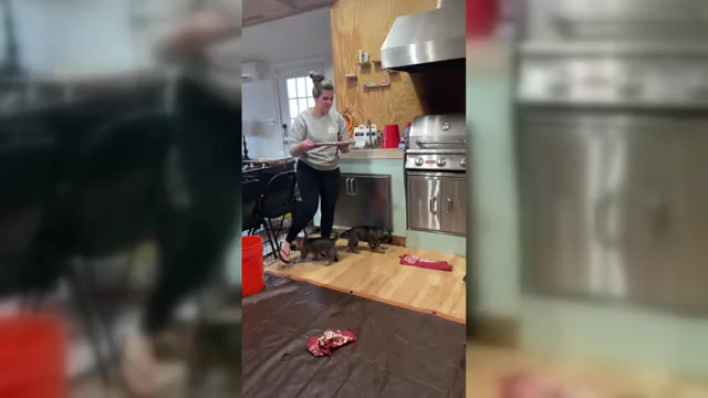 Video preview image #2 German Shepherd Dog Puppy For Sale in MADISON HEIGHTS, VA, USA