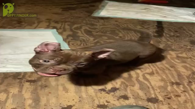 Video preview image #2 American Bully Puppy For Sale in TYLER, TX, USA