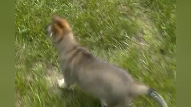 Video preview image #1 German Shepherd Dog Puppy For Sale in PIEDMONT, MO, USA