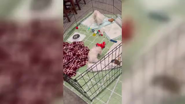 Video preview image #1  Breeder Profile in WARE, MA, USA