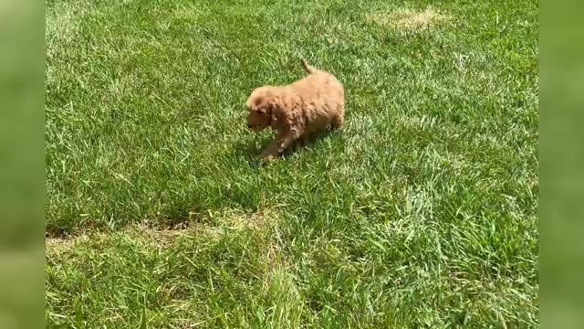 Video preview image #1 Goldendoodle (Miniature) Puppy For Sale in WARSAW, IN, USA