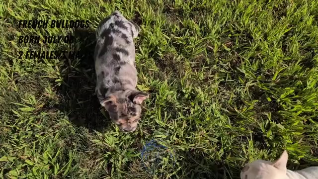 Video preview image #2 French Bulldog Puppy For Sale in GOSHEN, IN, USA