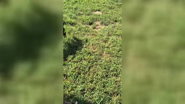 Video preview image #1 Doberman Pinscher Puppy For Sale in KELLYTON, AL, USA