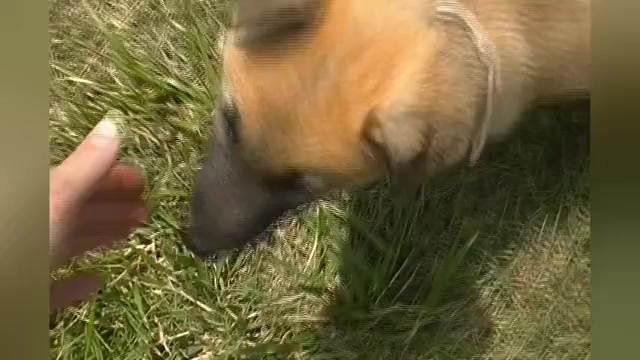 Video preview image #1 German Shepherd Dog Puppy For Sale in PIEDMONT, MO, USA