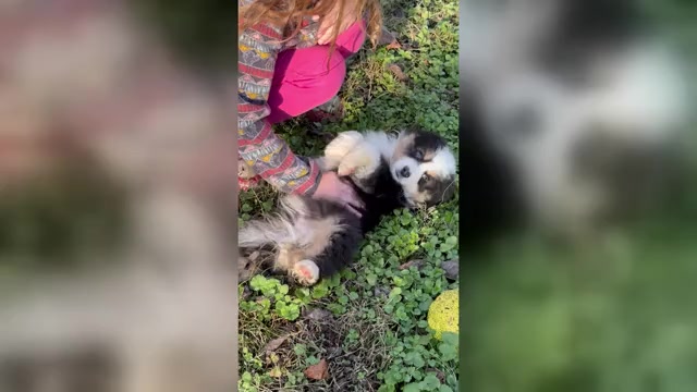 Video preview image #3 Miniature American Shepherd Puppy For Sale in NOLENSVILLE, TN, USA