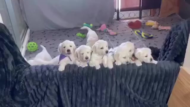 Video preview image #10 English Cream Golden Retriever Puppy For Sale in BISMARCK, ND, USA