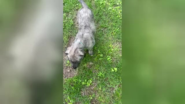 Video preview image #2  Breeder Profile in HUSTONVILLE, KY, USA