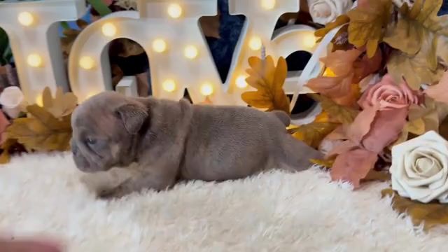 Video preview image #1 English Bulldog Puppy For Sale in OOLOGAH, OK, USA