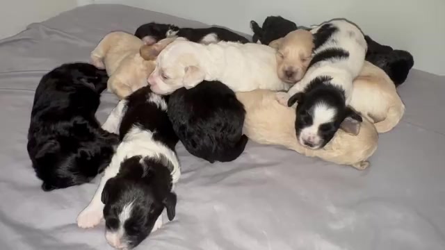 Video preview image #4 Maltipoo-Shih-Poo Mix Puppy For Sale in TACOMA, WA, USA