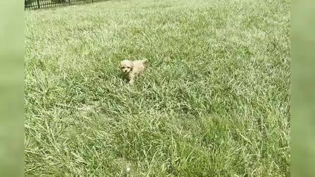 Video preview image #1 Maltipoo Puppy For Sale in WARSAW, IN, USA