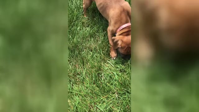 Video preview image #2 Boxer Puppy For Sale in APPLE CREEK, OH, USA