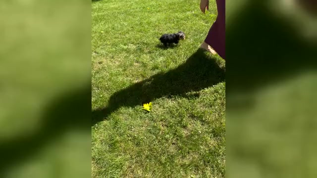 Video preview image #1 Yorkshire Terrier Puppy For Sale in NAPPANEE, IN, USA
