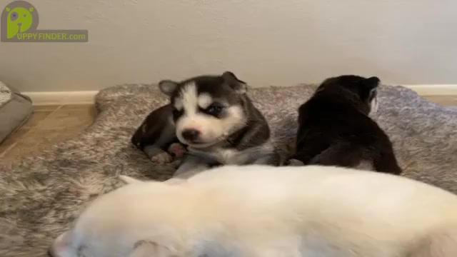 Video preview image #1 Siberian Husky Puppy For Sale in TUCSON, AZ, USA