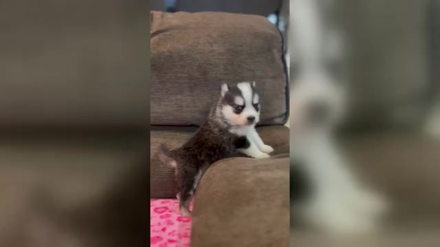 Video preview image #9 Pomsky Puppy For Sale in DRACUT, MA, USA