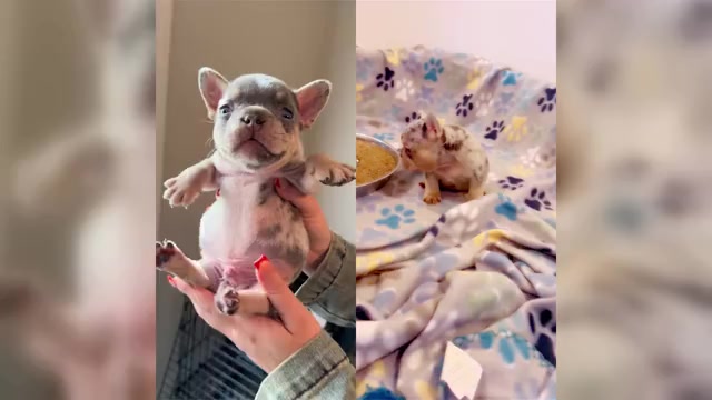 Video preview image #2 French Bulldog Puppy For Sale in HOPE MILLS, NC, USA