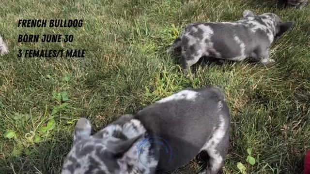 Video preview image #5 French Bulldog Puppy For Sale in GOSHEN, IN, USA