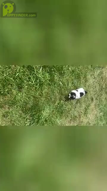 Video preview image #13 Poodle (Miniature) Puppy For Sale in WARSAW, IN, USA