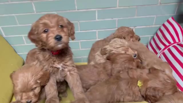 Video preview image #1 Goldendoodle Puppy For Sale in OAK LAWN, IL, USA