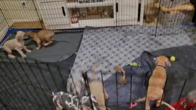 Video preview image #1 Great Dane Puppy For Sale in CORONA, CA, USA