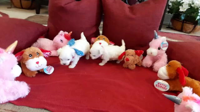 Video preview image #3 Maltese Puppy For Sale in CLERMONT, FL, USA
