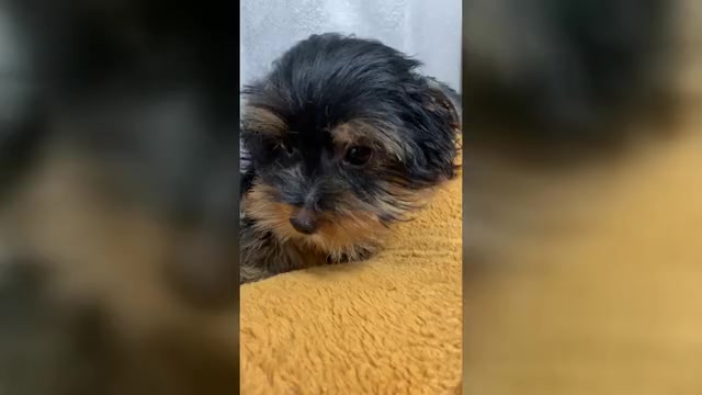 Video preview image #1 Yorkshire Terrier Puppy For Sale in BETHLEHEM, GA, USA