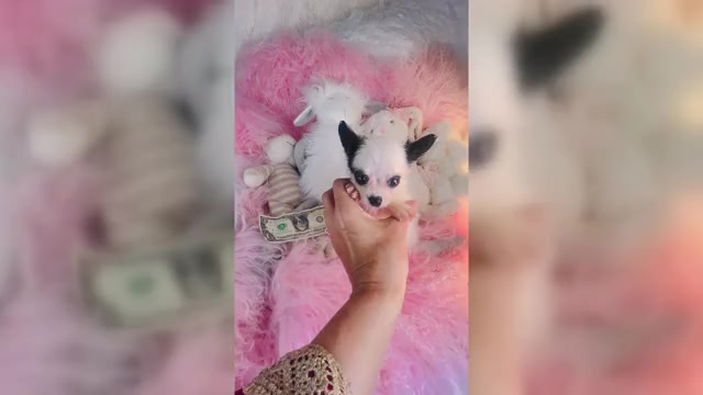 Video preview image #1 Chihuahua Puppy For Sale in DAVIE, FL, USA