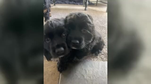 Video preview image #1 Cocker Spaniel Puppy For Sale in BRECKENRIDGE, CO, USA