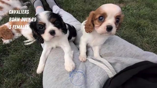 Video preview image #1 Cavalier King Charles Spaniel Puppy For Sale in GOSHEN, IN, USA