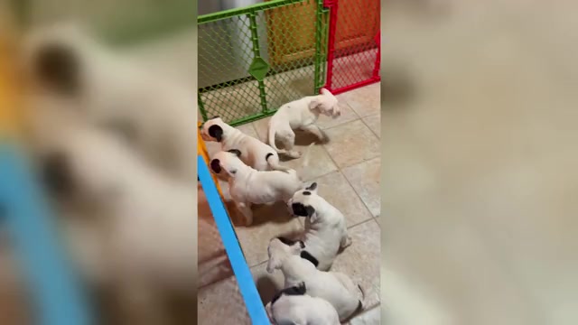 Video preview image #2 American Bulldog Puppy For Sale in WOODBURY, NJ, USA