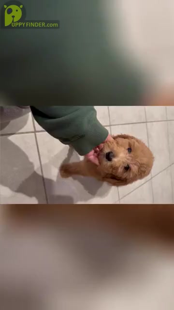 Video preview image #2 Goldendoodle Puppy For Sale in ORLANDO, FL, USA