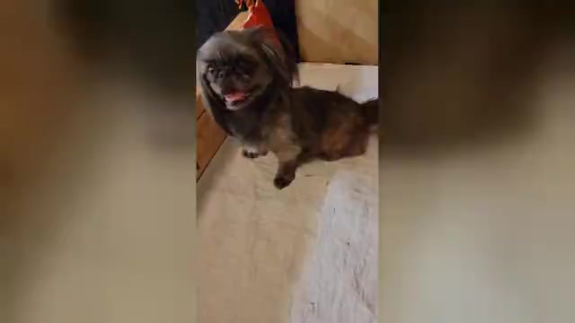 Video preview image #3 Shih Tzu Puppy For Sale in FANNING SPGS, FL, USA
