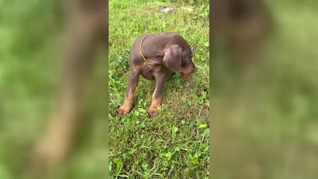 Video preview image #2 Doberman Pinscher Puppy For Sale in POMEROY, OH, USA