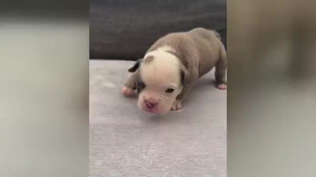 Video preview image #3 Olde English Bulldogge Puppy For Sale in BRENTWOOD, CA, USA