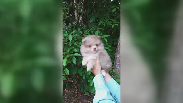 Video preview image #2 Pomeranian Puppy For Sale in WEST PALM BEACH, FL, USA