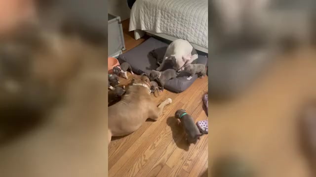 Video preview image #1 American Bully Puppy For Sale in NAUGATUCK, CT, USA