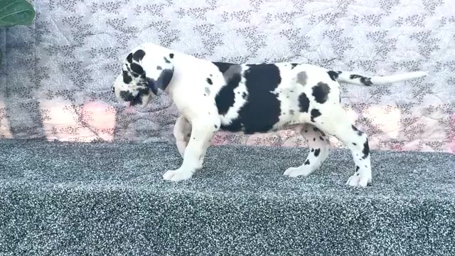 Video preview image #7 Great Dane Puppy For Sale in WAKARUSA, IN, USA