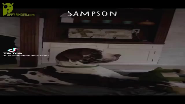 Video preview image #14  Breeder Profile in HUNTSVILLE, TX, USA