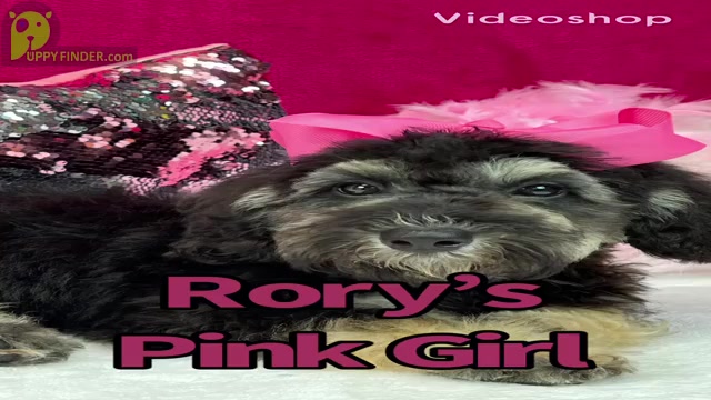 Video preview image #4 Miniature Bernedoodle Puppy For Sale in BULLARD, TX, USA