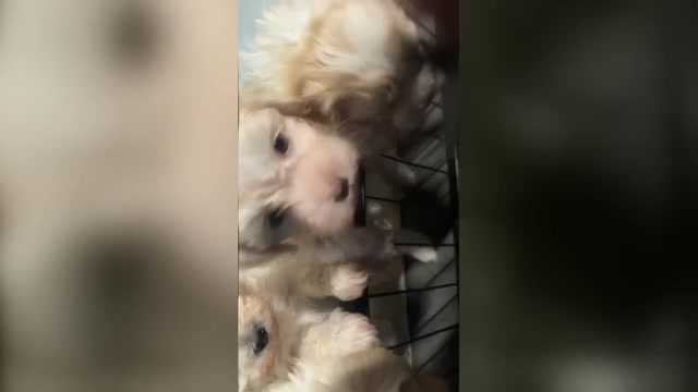 Video preview image #13 Maltipoo (Miniature) Puppy For Sale in HIGH POINT, NC, USA