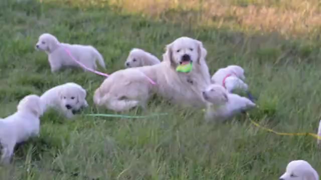 Video preview image #1 Golden Retriever Puppy For Sale in WILTON, CA, USA