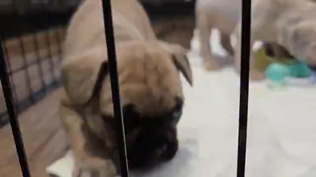 Video preview image #2 French Bulldog Puppy For Sale in COLUMBUS, GA, USA