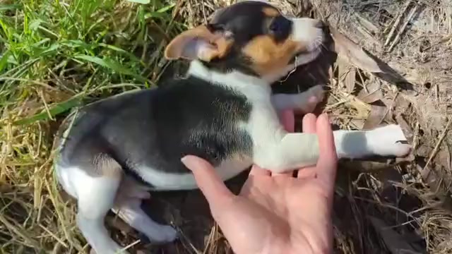 Video preview image #2 Rat Terrier Puppy For Sale in WHITAKERS, NC, USA