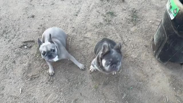 Video preview image #7 French Bulldog Puppy For Sale in CHARLOTTE, NC, USA
