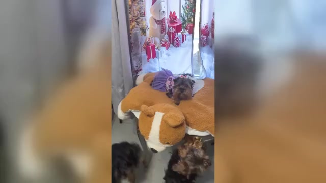 Video preview image #2 Yorkshire Terrier Puppy For Sale in BETHLEHEM, GA, USA